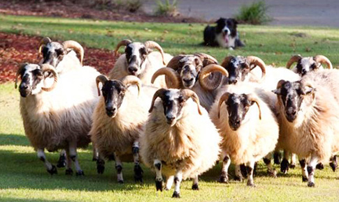 SPONSORSHIP-golf-sheep