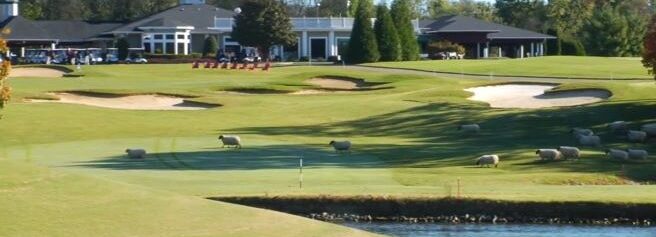 Sheep on the President's Reserve golf course at the BCI 2026 Convention. Sheep on the President's Reserve golf course at the BCI 2026 Convention.